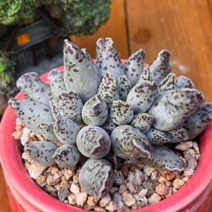 May include: Close-up of a succulent plant in a red pot. The plant has light green leaves with dark purple spots. The pot is filled with small pebbles. A miniature green tree is in the background.