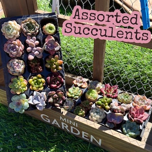 May include: A variety of assorted succulents in a black tray and a wooden box labeled "Mini Garden". The succulents display a range of colors, including green, purple, and pink. The image includes the text "Assorted Succulents".