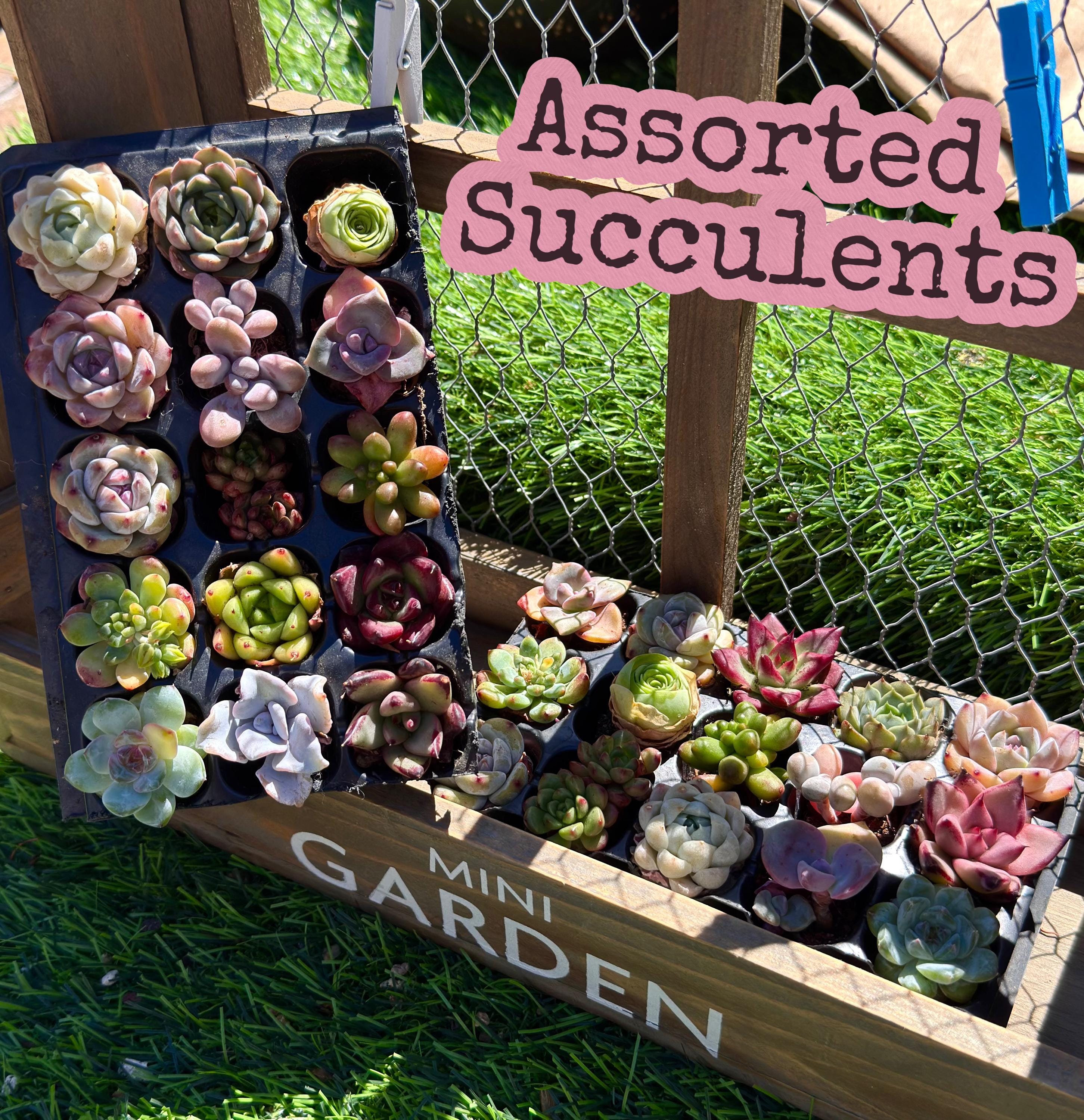 Mixed Succulents Starter Pack (15): Beginner-friendly Assorted