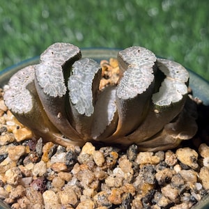 May include: A close-up of a succulent plant with thick, textured leaves in shades of green and gray. The plant is potted in a blue-green ceramic pot and surrounded by small, colorful pebbles. The background is blurred green.