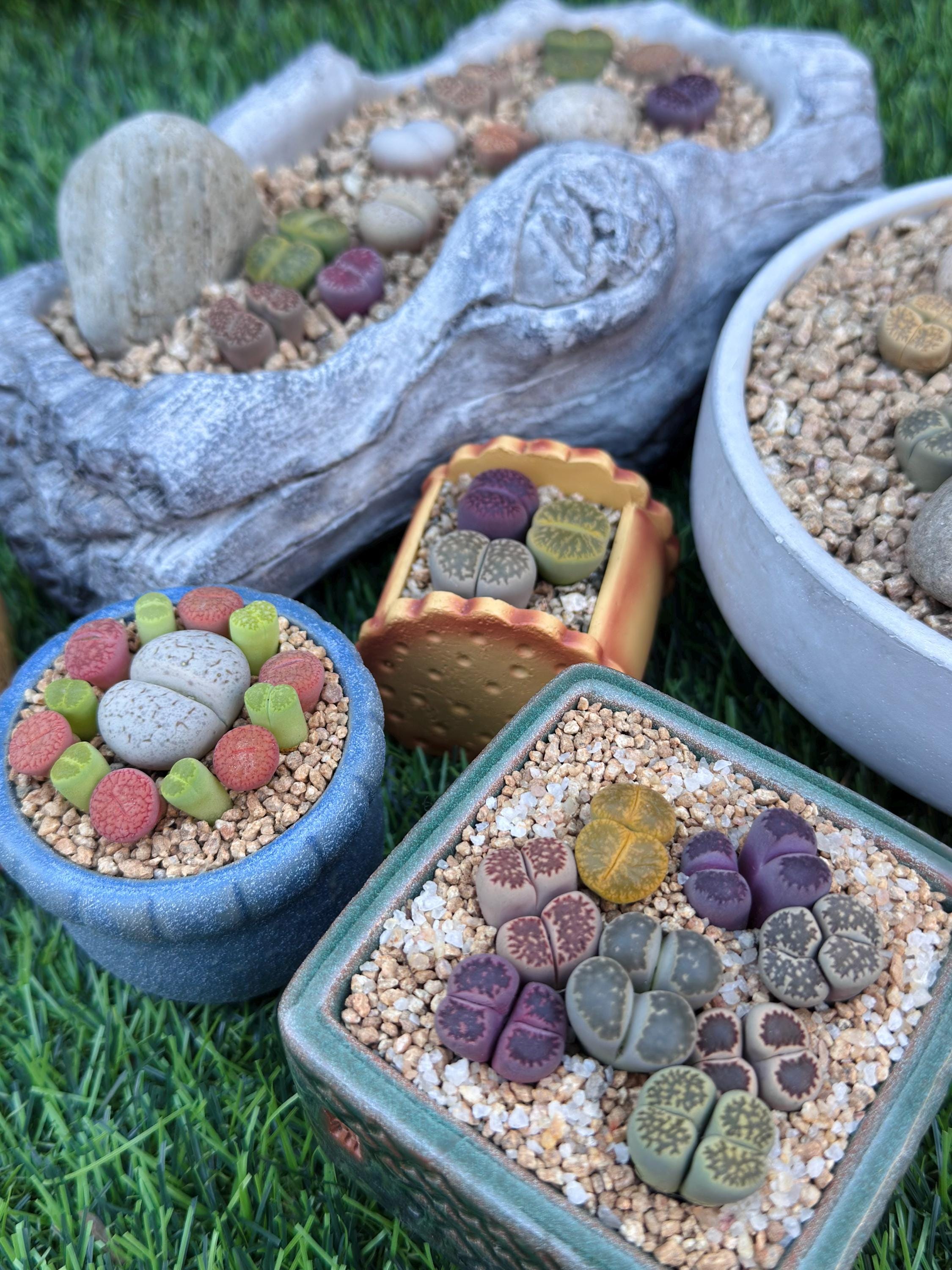 Lithops Living Stone Succulent Mix: Rainbow Pebble Plants - Etsy