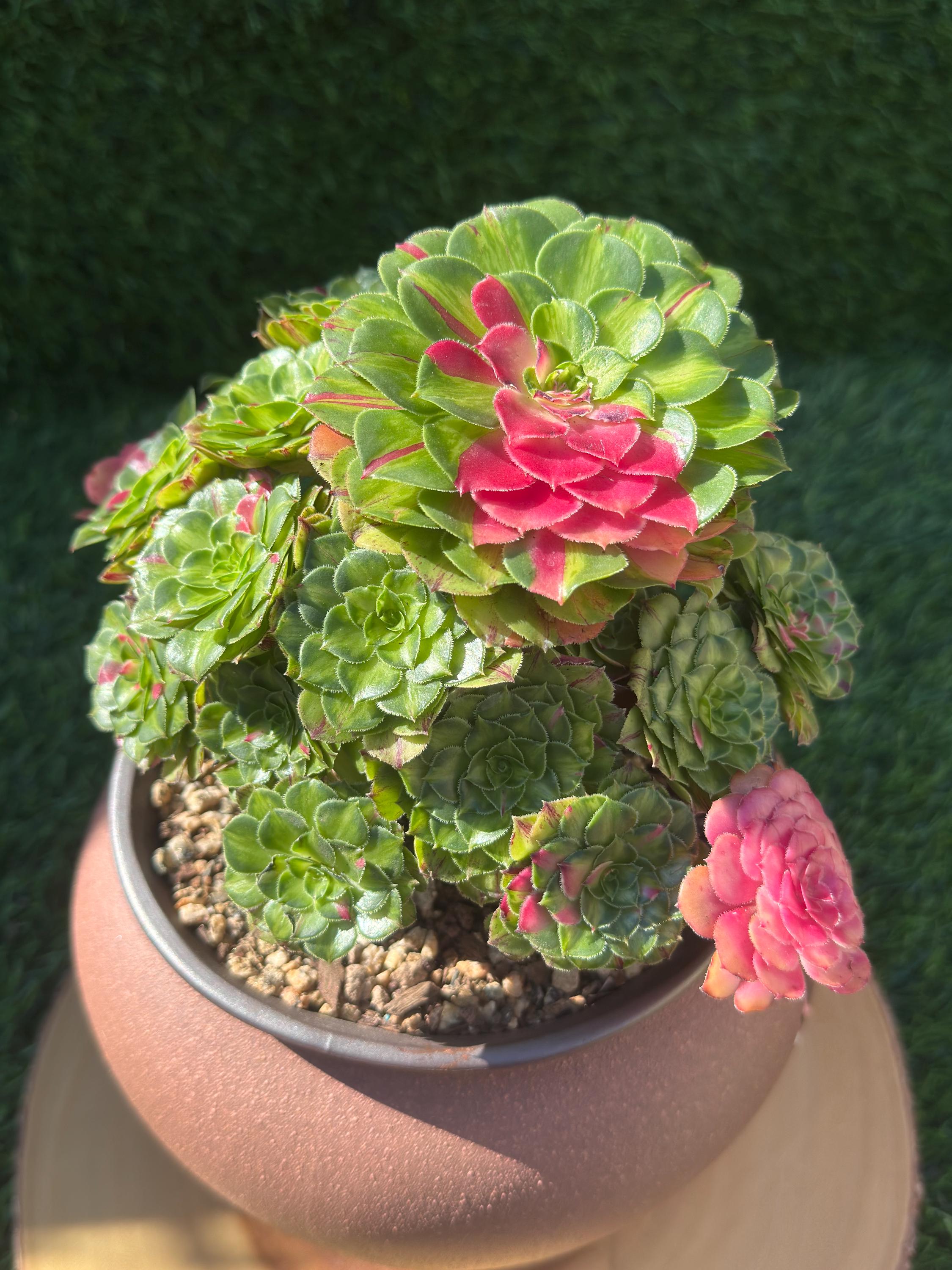 Rare Variegated Aeonium Ultra 'zhifou': 7in Multi-head Succulent