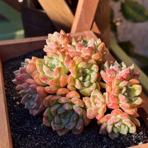 Rare Rainbow Variegated Haworthia Cluster: Multi-Head Sugar Core Succulent