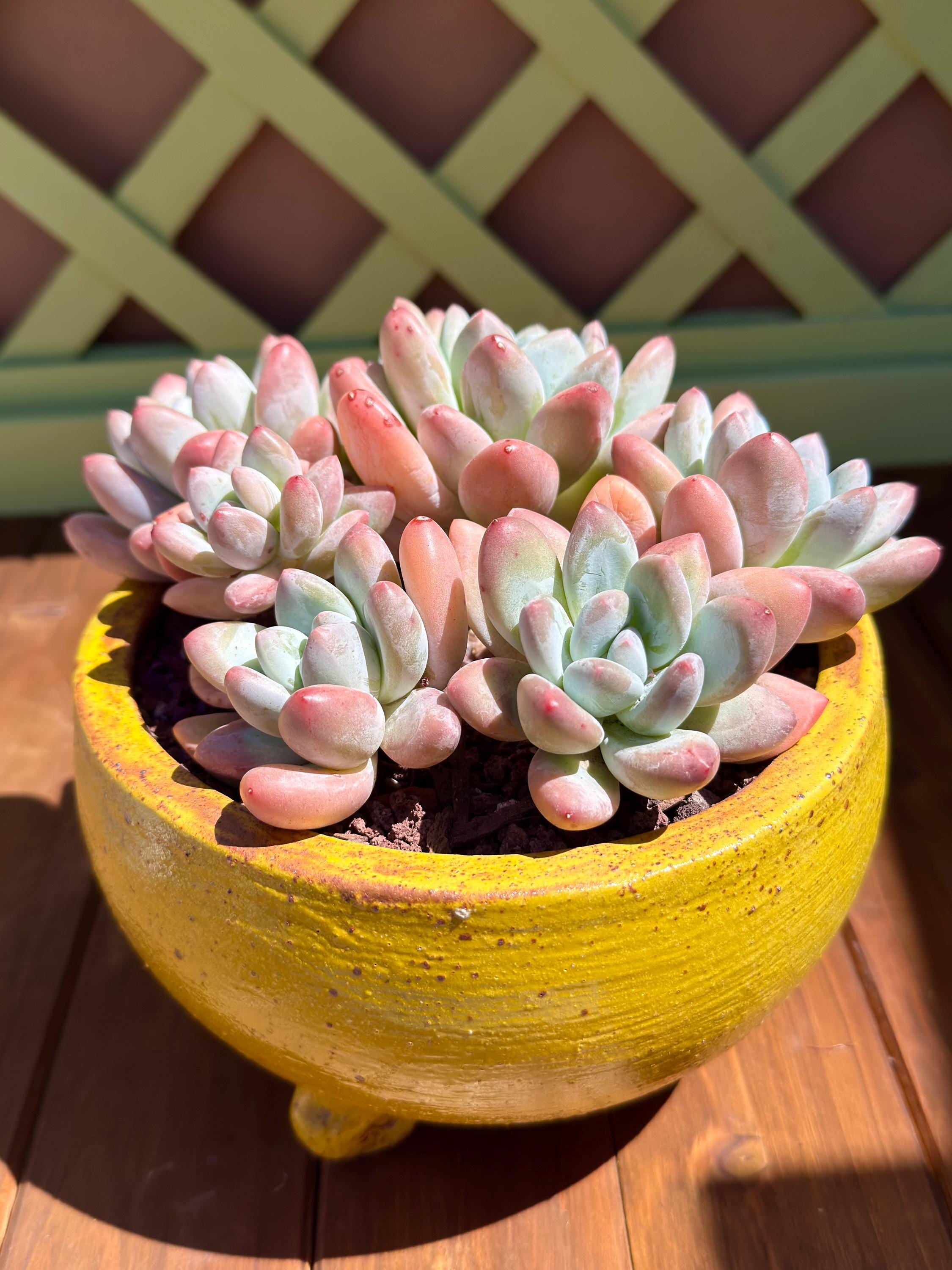 Bought at a thrift store would like to know who made it., image size:2250x3000