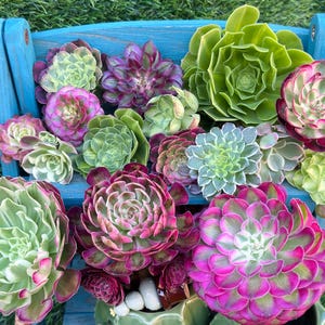 Colorful Succulents - Etsy