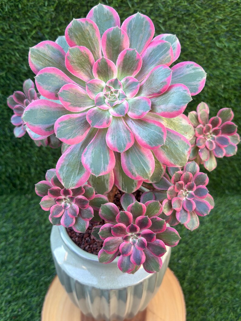 Aeonium panaché exclusif | Plus de 100 variétés en culture
