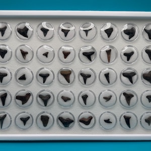 May include: A white framed display case filled with 42 shark teeth. Each tooth is encased in a clear, circular container with a white background. The teeth vary in size and color, ranging from dark brown to black.