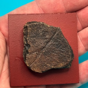 May include: A dark brown, irregularly shaped fossil fragment with a visible diagonal line texture, securely mounted onto a flat, square-shaped, matte red display base. The object has a rough, weathered surface and a distinct, uneven outer edge.