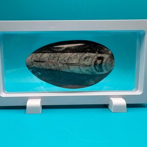 May include: A fossilised nautilus shell displayed in a white frame with a clear front. The shell is oval, with a dark, polished surface and visible internal chambers. The frame is supported by two white stands, set against a turquoise background.