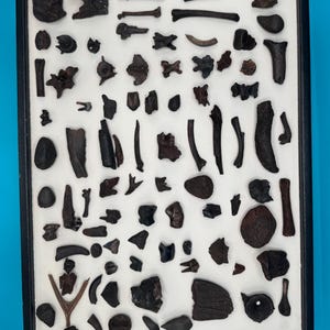 May include: A rectangular black display case containing a collection of numerous dark brown and black fossilized bone fragments, teeth, and small skeletal elements arranged on a white background, showcasing varied shapes and textures.