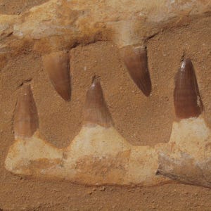 Extra Large Mosasaur Dinosaur Jaw Section Huge Fossil Teeth 100 Million Years Old with Free Display Stand and ID Card.