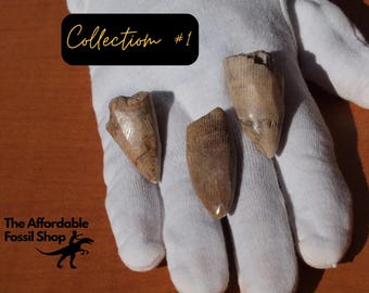 Two Sets of 3 Immaculate Theropod Dinosaur Fossil Teeth, each over 100 Million Years Old presented in FREE Floating Frame! 2 Sets Available!