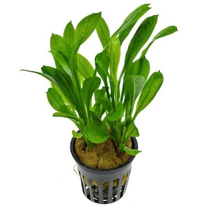 May include: A vibrant green aquatic plant with long, broad leaves, potted in a black plastic container. The plant's leaves are a rich, healthy green, and the pot has a grid-like design. The plant is likely an aquarium or terrarium decoration.