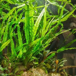 May include: Close-up of vibrant green aquatic plants with long, slender leaves. The plants are densely packed, creating a lush underwater environment. The image is well-lit, highlighting the texture and color of the foliage. The plants appear to be in an aquarium.