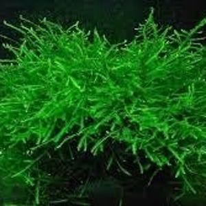 May include: Bright green aquatic plant, likely moss, with a dense, bushy appearance. The plant has numerous thin, needle-like leaves, creating a textured, vibrant display. The plant is likely used for aquascaping or as a decorative element in an aquarium.