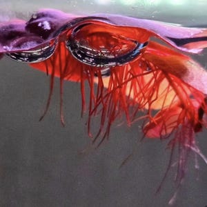 May include: Close-up of a vibrant red aquatic plant with long, thin roots. The plant is partially submerged in water, with two large bubbles reflecting the surrounding environment. The water's surface is visible, creating a dynamic and textured composition.