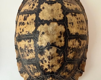 Carapaça de tartaruga-de-orelha-vermelha de 20 cm (8") | Estampa em blocos | Formato de cúpula