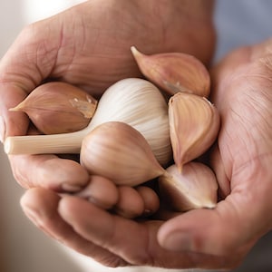 2025 Pre-Sale Naturally Grown Music Garlic Hardneck variety Shipping in August - No Chemicals - for Seed planting and Cooking!!!