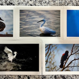 Birds of World 5er Set Fotokarten – handgemacht, auswertbar, innen blanko – ein bleibendes Andenken mit Originalfotografie auf edlem Karton