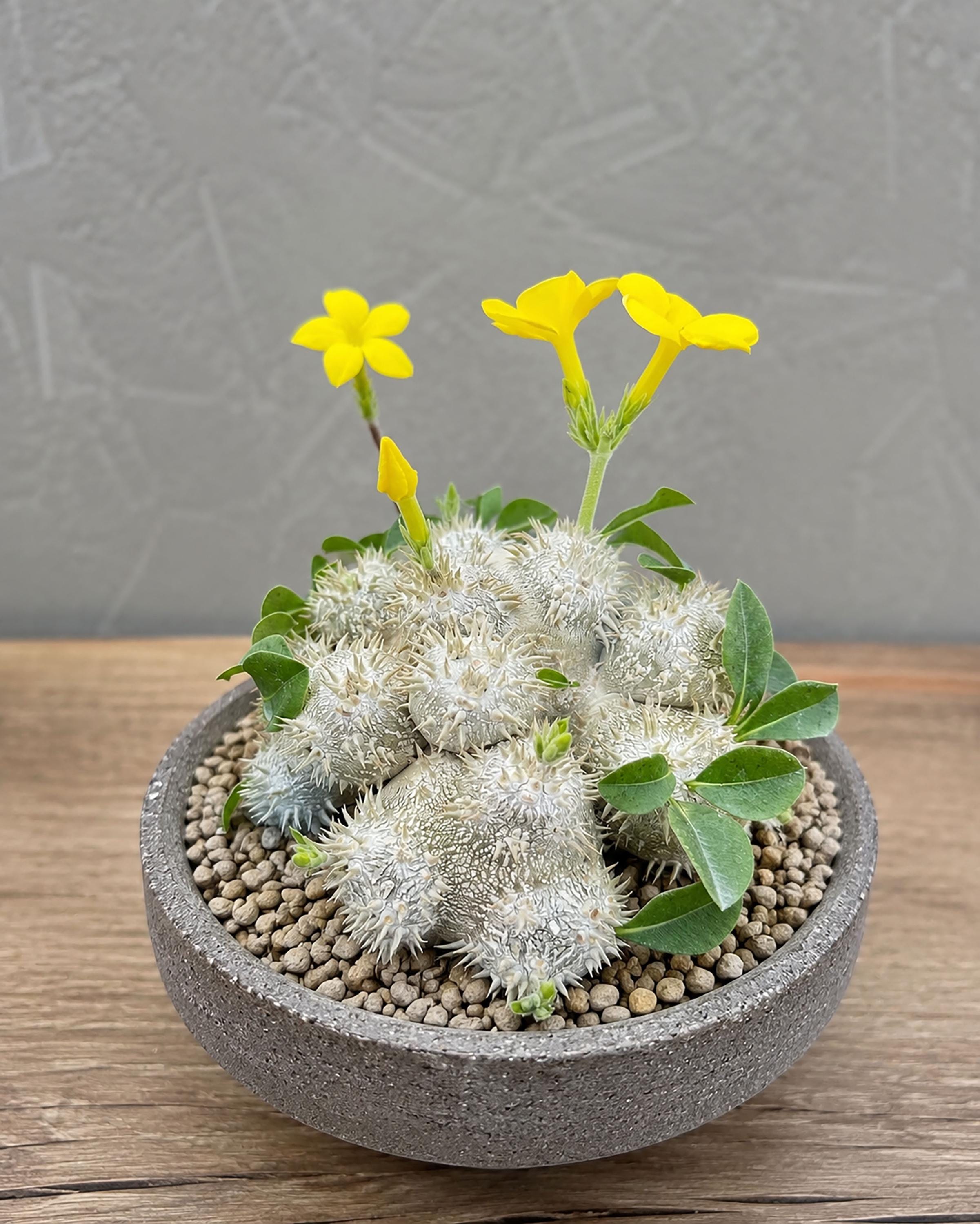 Pachypodium Gracilius - Etsy Canada