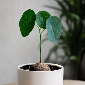 Stephania erecta - Etsy 日本