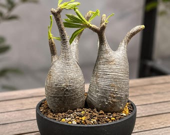 Pachypodium grazilius, seltenes Caudex 3 ""Topfrosulatum."