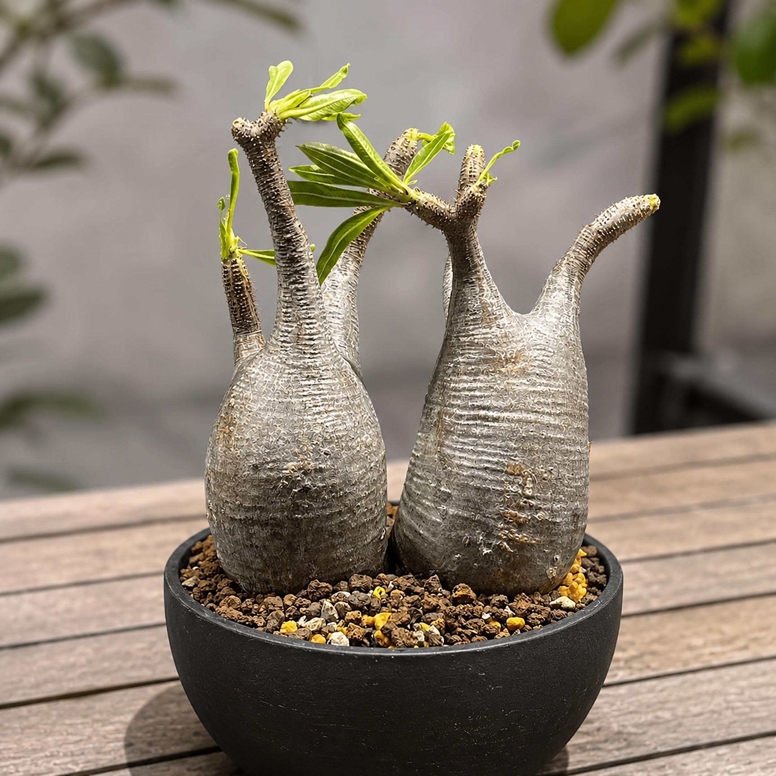 Pachypodium Gracilius - Etsy Canada