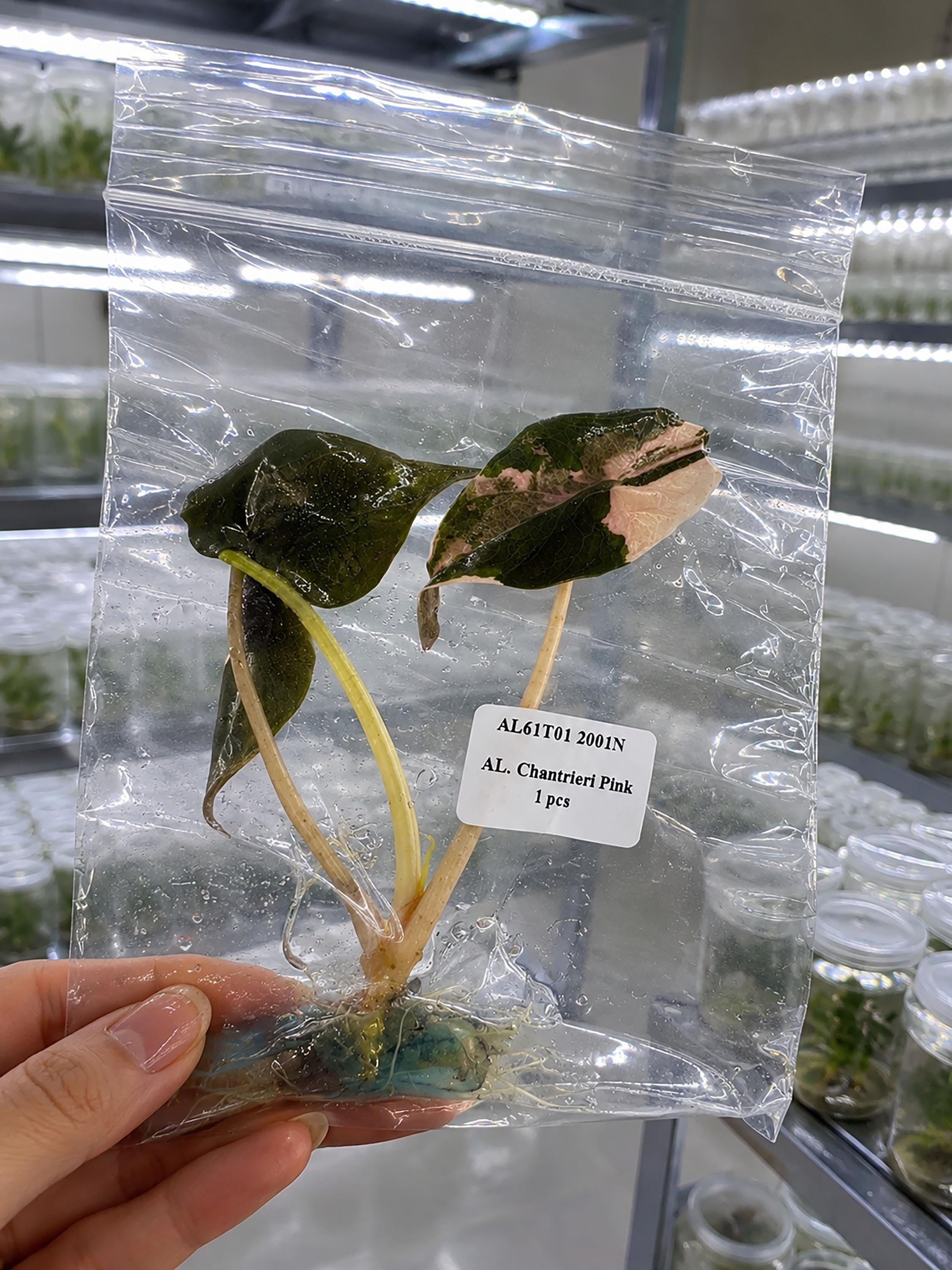 Alocasia sanderiana - Etsy 日本