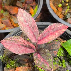 Zz raven black pink variegated - Etsy 日本