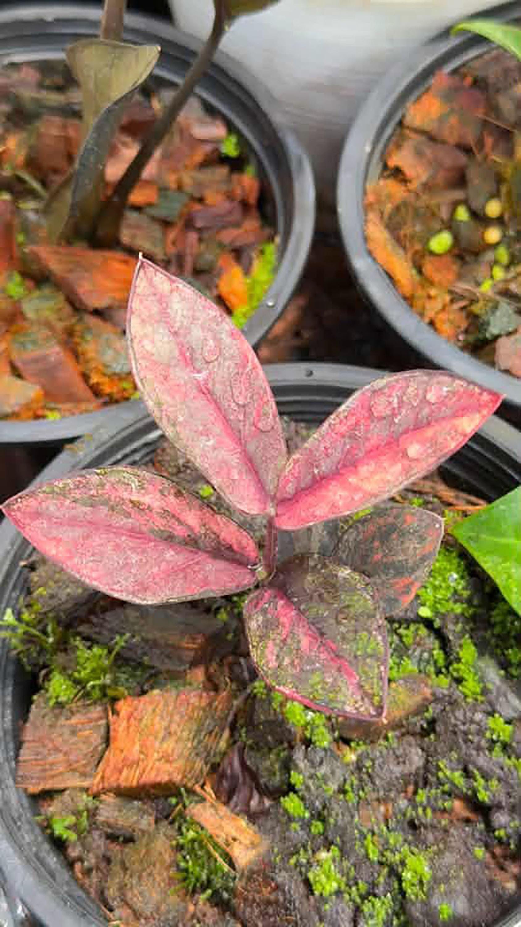 Zz raven black pink variegated - Etsy 日本