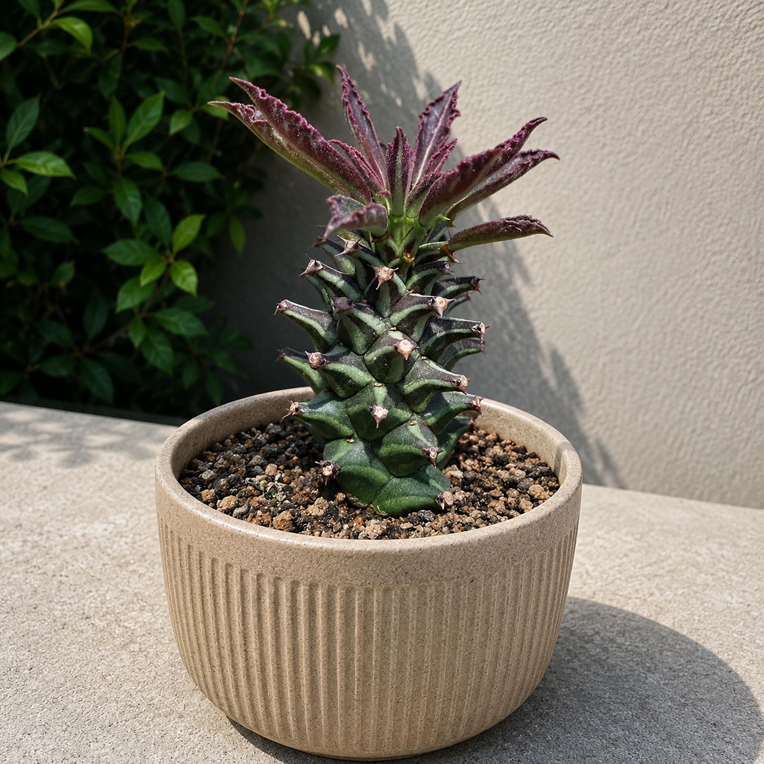 Pachypodium Gracilius - Etsy Canada