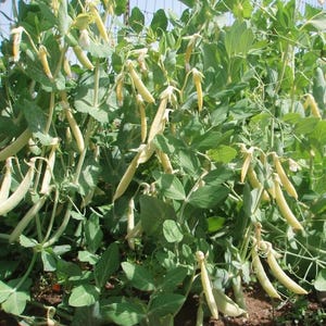 May include: A close-up of a pea plant with numerous light green leaves and long, pale yellow pea pods. The pods are hanging from the plant, which is growing in a garden setting. The image is well-lit, showing the details of the plant.