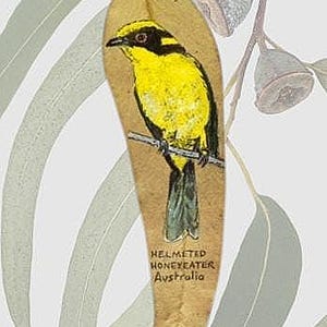 Könnte beinhalten: Ein handgemaltes Gummiblatt mit einem gelb-schwarzen Helmed Honeyeater-Vogel. Das Kunstwerk mit dem Titel "Gum Leaf Painting" enthält Text und ist von John Daniels signiert. Im Hintergrund sind Eukalyptusblätter zu sehen.