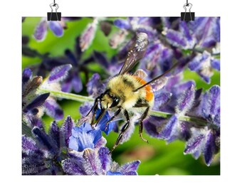Orange Belted Bee, photography by Elle Claire