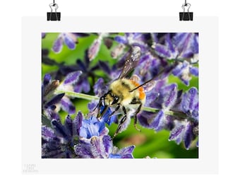 Orange Belted Bee, photography by Elle Claire