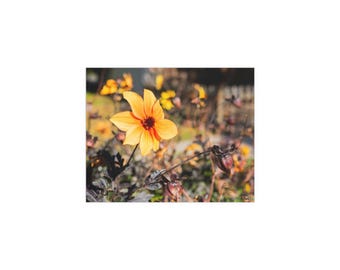 Bishop of York Orange Dahlia, Photography by artist Elle Claire