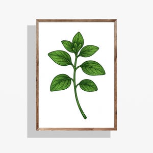 Oregano Botanical Art - Modern Herb Printable (Digital Download)