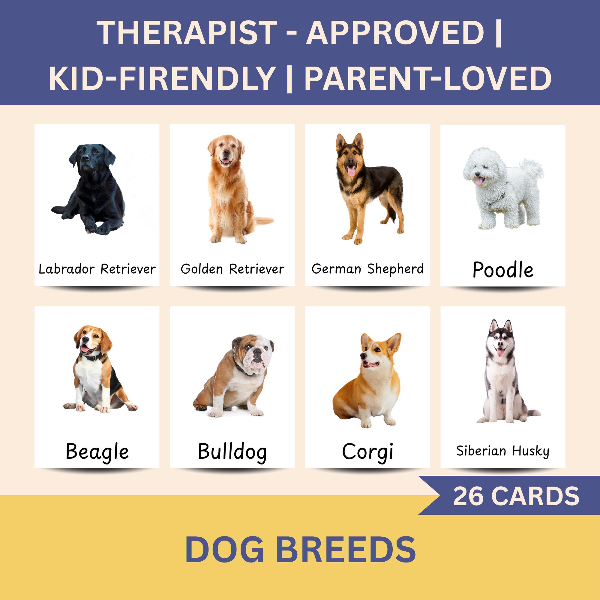 Poodle Breeders Garwey Poodles Dog Breed Flashcards New Zealand