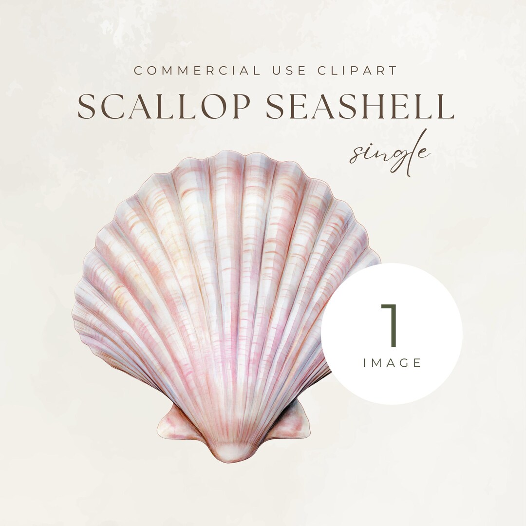 Scallop Seashell Watercolor Clipart Image, Scalloped Beach Ocean Sea ...
