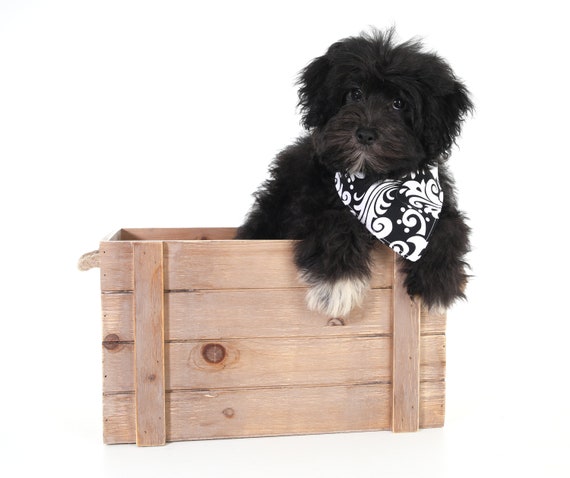 puppy bandanna