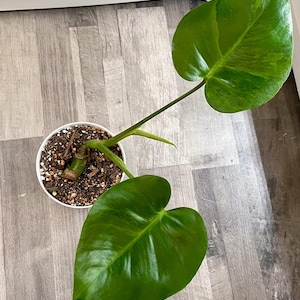 Monstera Deliciosa Green on Green Variegated