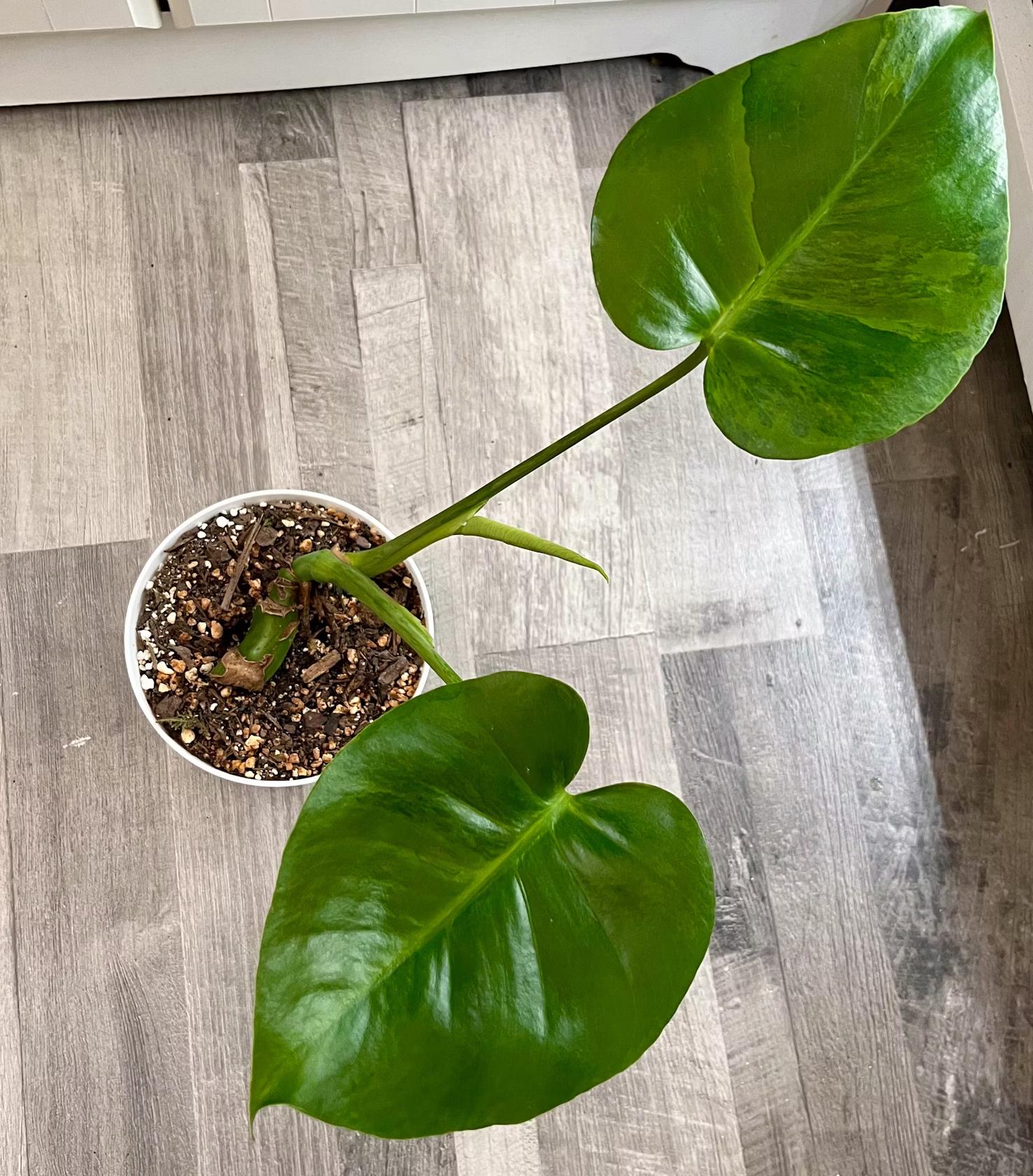 Monstera Deliciosa Green on Green Variegated