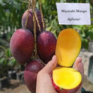Miyazaki Mango Grafted Plant Fruit Tree House Plant
