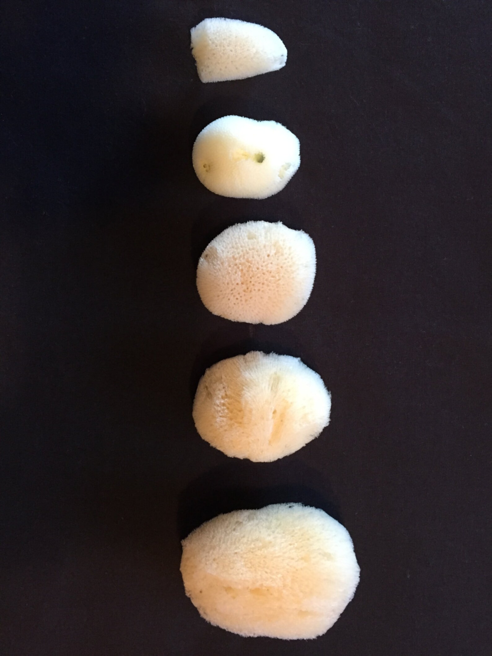 Natural Sea Sponges Menstrual Care Waste Free Period Choose Etsy