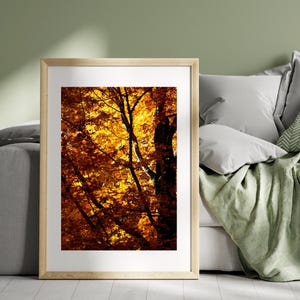 Close-Up Fall Beech Tree Print – Red and Yellow Autumn Foliage Photography, Seasonal Nature Wall Art