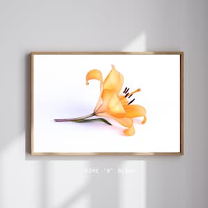 Orange Lily Flower Print – Lilium Botanical Photography, Floral Wall Art, Nature-Inspired Home Decor
