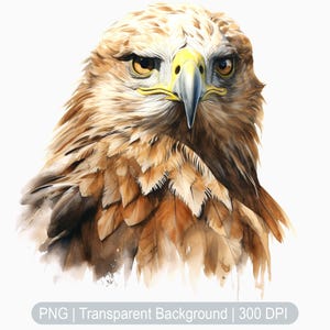 Eagle Clipart, Eagle Graphics, Watercolor Eagle png, Bald eagle illustration, American Eagle clipart, Sublimation graphics print, Art Prints