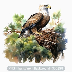 Eagle Clipart, Eagle nest, Watercolor Eagle png, Bald eagle illustration, American Eagle clipart, Sublimation graphics print, Art Prints