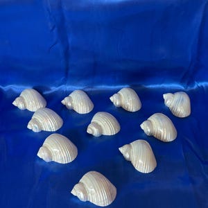Puede incluir: Diez conchas marinas blancas nacaradas dispuestas sobre un fondo azul vibrante. Las conchas tienen forma de espiral y superficie texturizada, reflejando la luz. Las conchas son un elemento decorativo natural.