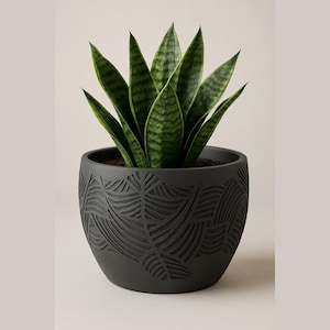 Puede incluir: Una planta de serpiente en maceta en una maceta de cerámica gris oscuro texturizada. La maceta presenta un patrón de hojas repetido. La planta tiene hojas verdes largas y verticales con rayas horizontales verdes más oscuras. La maceta tiene unos 18 cm de diámetro.